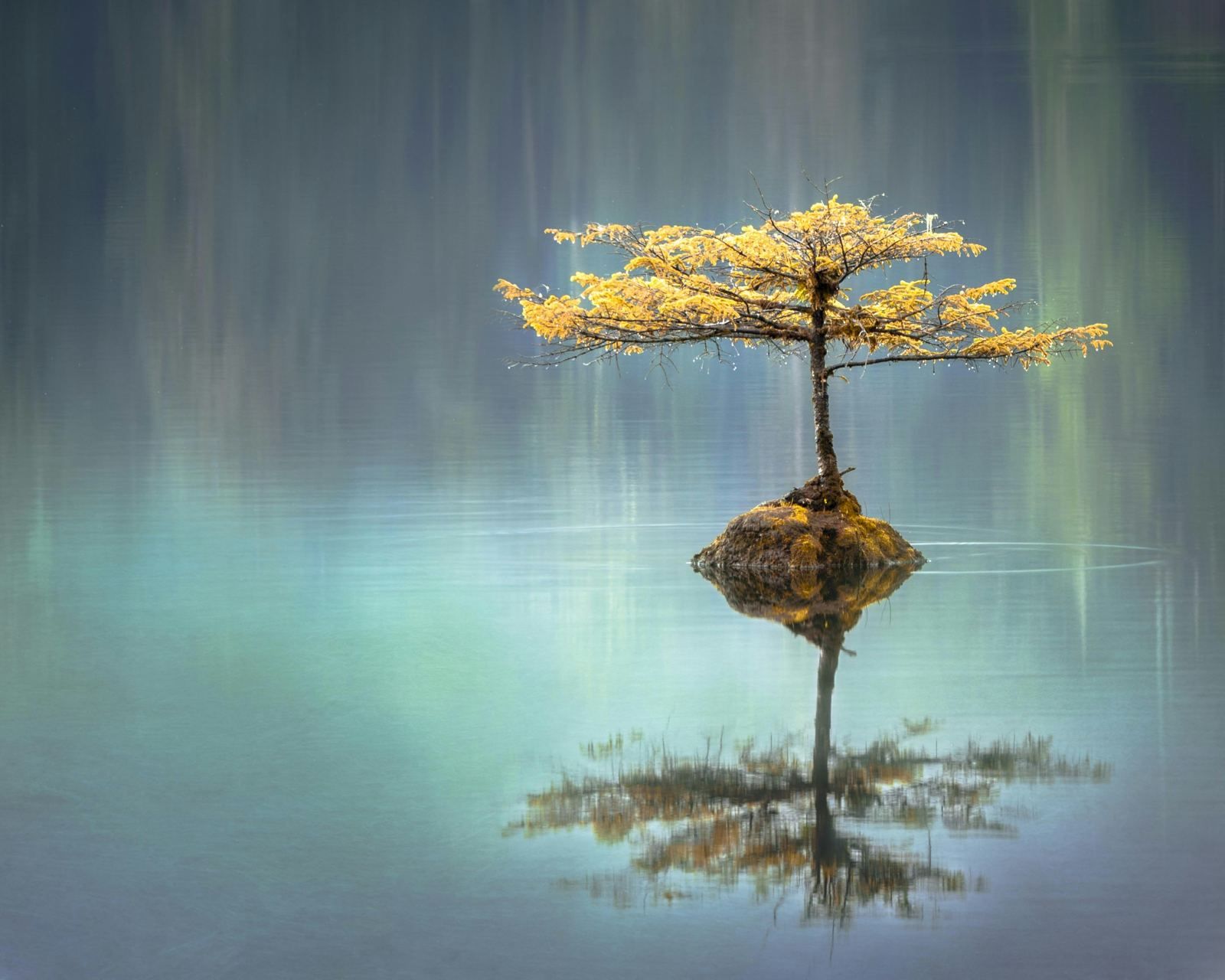 Árvore refletida na água, simbolizando o campo vibracional à distância